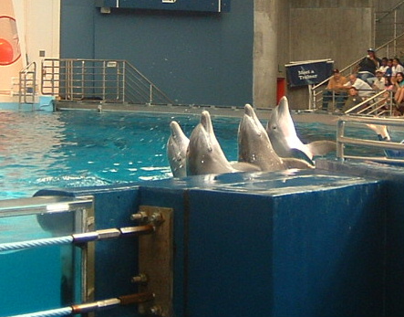 A Picture From the National Aquarium in Baltimore  - A Picture From the National Aquarium in Baltimore. It as taken during the dolphin show. It was a great show!