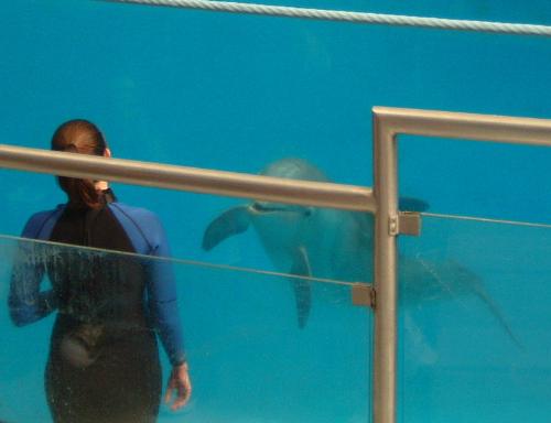 A Picture From the National Aquarium in Baltimore  - A Picture From the National Aquarium in Baltimore. It as taken during the dolphin show. It was a great show!