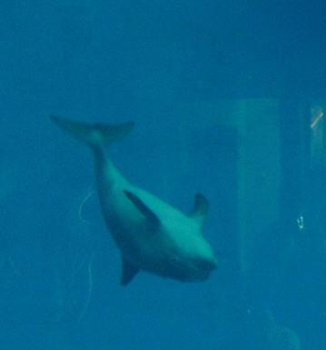 A Picture From the National Aquarium in Baltimore  - A Picture From the National Aquarium in Baltimore. It as taken during the dolphin show. It was a great show!