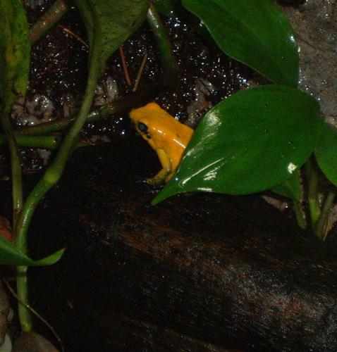 A Picture From the National Aquarium in Baltimore  - A Picture From the National Aquarium in Baltimore. It as taken of the different frog exhibits. They had too many frogs to count. This one is really cool!