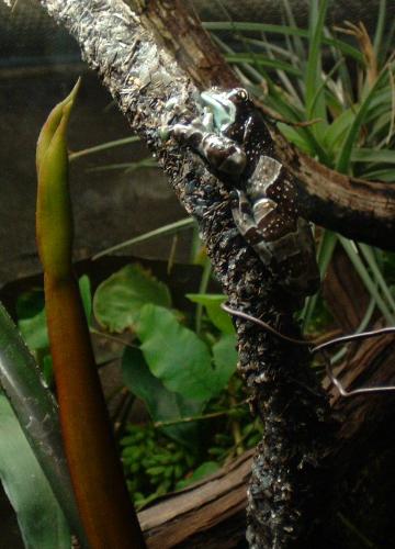 A Picture From the National Aquarium in Baltimore  - A Picture From the National Aquarium in Baltimore. It as taken of the different frog exhibits. They had too many frogs to count. This one is really cool!