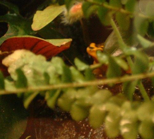 A Picture From the National Aquarium in Baltimore  - A Picture From the National Aquarium in Baltimore. It as taken of the different frog exhibits. They had too many frogs to count. This one is really cool!