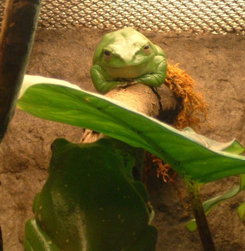 A Picture From the National Aquarium in Baltimore  - A Picture From the National Aquarium in Baltimore. It as taken of the different frog exhibits. They had too many frogs to count. This one is really cool!