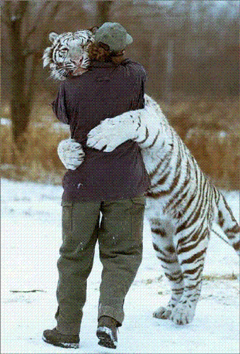 white tigers - funny picture of white tiger:)