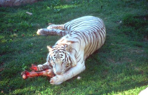 white tigers - white tiger and his yummy meal