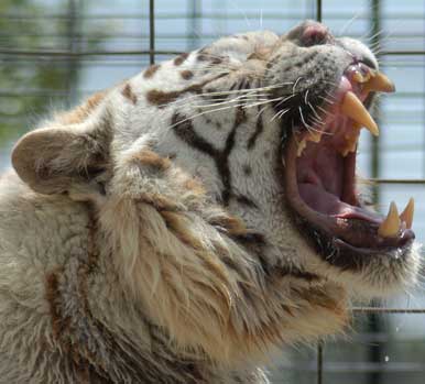 white tigers - oh no, he is going to eat me LOL