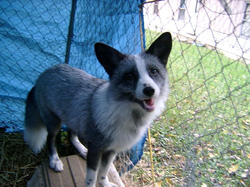 My pet fox, Tippy. - He was a blue platinum. His owner got him from a breeder, and didn't want him, at only 4 months of age, so she gave him to me. He was so scrawny at first, but after I got him, he was well taken care of and loved. I had him fro several months, and one day I came home, and he wasn't on his kennel. I don't know what happened to him, but I'm sure he was killed, by someone or something. I offered a reward, but never did get him back. I know he wouldn't go up to anyone willingly. He only liked me.