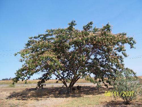 China Berry tree - A tree my husband and I planted 15 years ago.