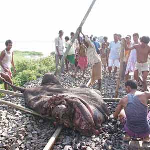 elephant calf killed by a running train  - Local people trying to pull the body of the elephant calf which was killed by a running train at Deepor Beel on the outskirts of Guwahati city, India.