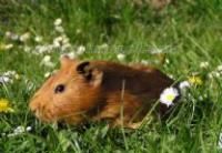 guinea pigs - My friend used to have one.