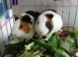 guinea pigs - They are so close.