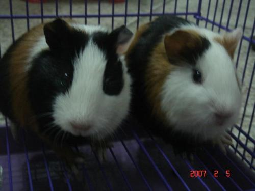 guinea pig - We are twins!