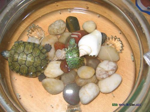 turtles - They are so cute!
