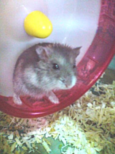 hamster - my hamster lil pudding=)