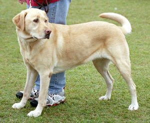 Labrador - Labrador Photo