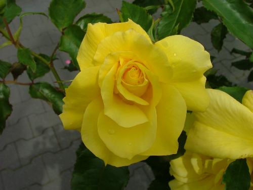 yellow rose - yellow rose with the sweetest scent