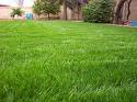 growing grass - how to grow grass