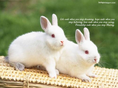 rabbits - life ends when u stop dreaming,hope ends when u stop believing,love ends when u stop caring, friendship ends when u stop sharing