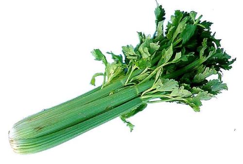 celery - crunchy and yummy