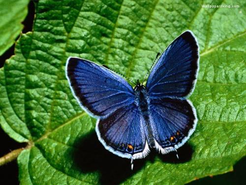 Butterfly - Vibrant and Beautiful , due to its own colour , the confidence and Powerful , with its association with the enthusiastic Leaf!