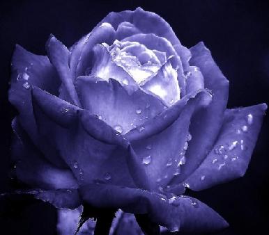 Blue Rose - A blue rose for my best friend Jeweled Blue Rose! Love You Lots!