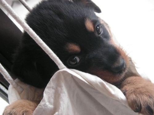 sultan the doggie - our rot weiler dog 'sultan'