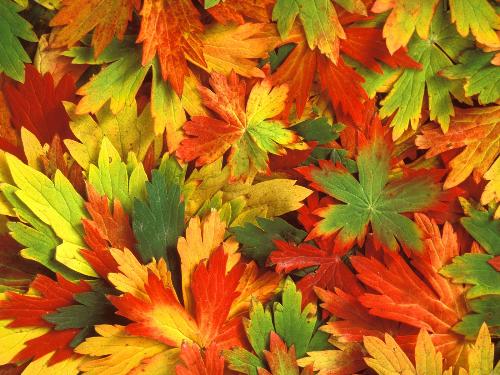 fallen grace - kaleidoscope of fall...