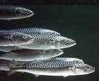 Mackerel - British Mackerel Mackerel - British Mackerel
