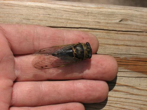 huge Horsefly - Found in my garden as I cleared my green bean plants for the year.