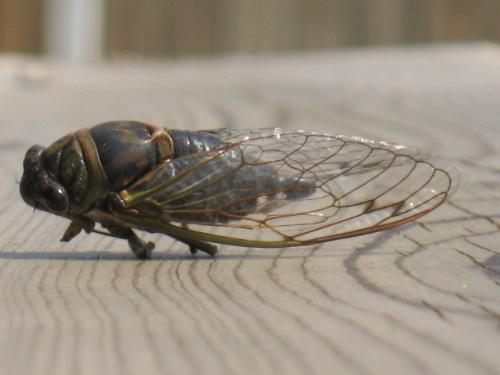 Creepy Horsefly - I hate these things with a passion. HAHAHA!