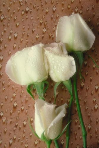 Flower - Beautyful rose