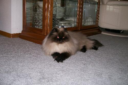 my god kitty - This is my god kitty. She is very demanding, and knows what she wants, but is still adorable.