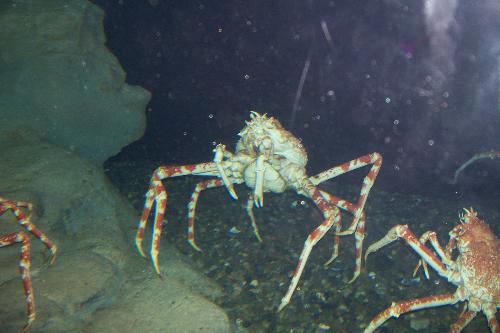 a little critter from the acquarium - isn't he just adorable?