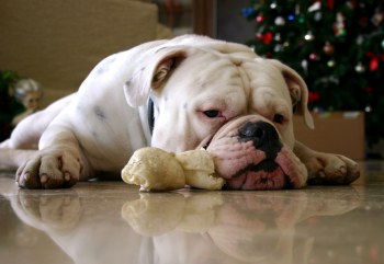 english bulldog - love this dog