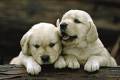 Little puppies - I love doggies and puppies. They are so sweet. Man's bestfriend.