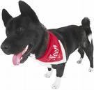 A very very cute dog - This dog is pimped from the head