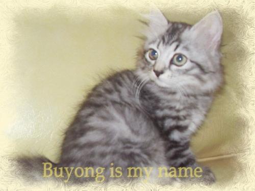 Persian kitten Vuyong - Black tabby persian kitten