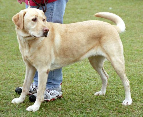 dogs are best of all pets.... - This is one of the species o dogs tht has been developed hybridly.