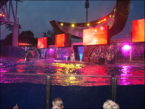 Shamu Rocks Night Show - At the Shamu Rocks Night Show - was awesome and the crowd was right into the singing and the music they were playing!