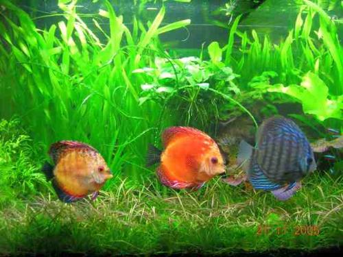 My Discus - My favourite three discus swimming in order (from left: yellow male pigeon blood, red female pigeon blood, turquoise discus). The Turquoise is the biggest of the trio measuring at more than 4' and he was the very first discus I had. The pigeon blood pair are really a working pair. They had bred in my densely planted tank on numerous ocassions, and the mother had successfully raised a few batches of fries. I had since sold off the pair after the Turquoise died.