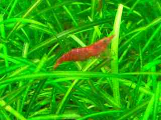 Very Red Cherry Shrimp - A very red cherry shrimp ravaging on algae.