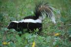 Skunk - A smelly old skunk Skunk - A smelly old skunk