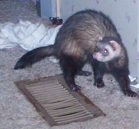 Nitro - This is another pic of our new Ferret Nitro
