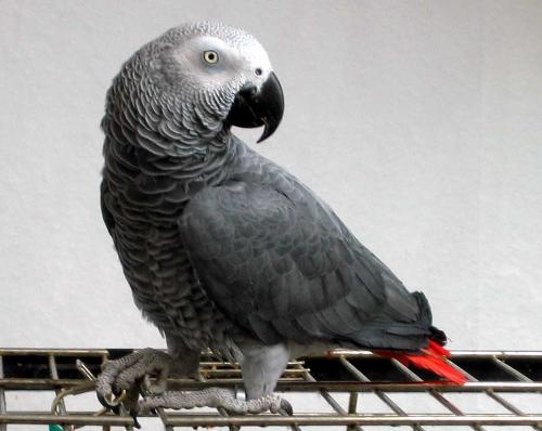 african grey - african grey parrot