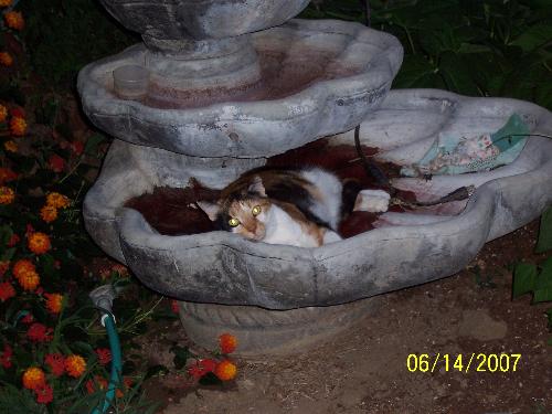 Abigail laying in my fountain - Abigail was laying in some red algae this summer. Abgail does not mind getting wet.