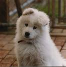 pets - its a samoyed all white and fuzzy its a puppy