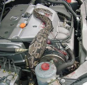 snake wrapped around car engine - snake wrapped around car engine.. can you imagine?