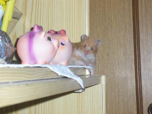hamster figure - What do you think, which of this figures is alive?