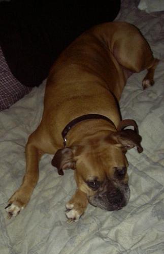 Willow, my boxer - This was from March 2005. It was just before her surgery.