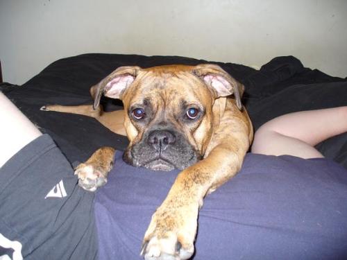 Oz, my boxer - Here's my boy Oz. This was taken a few weeks back, with him resting on hubby's tummy - his fav place to relax.